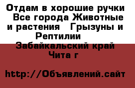 Отдам в хорошие ручки - Все города Животные и растения » Грызуны и Рептилии   . Забайкальский край,Чита г.